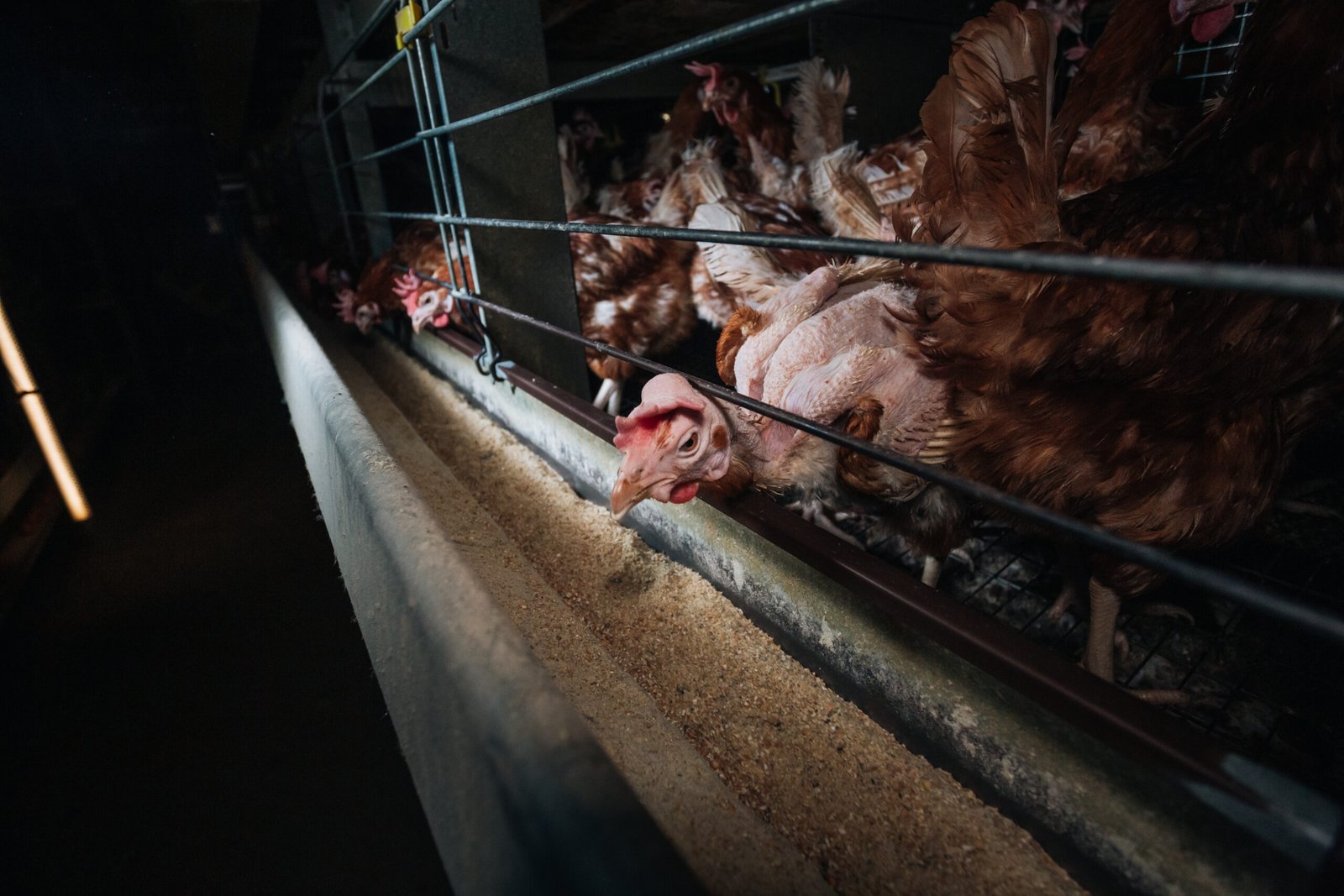 Gallinas en la industria