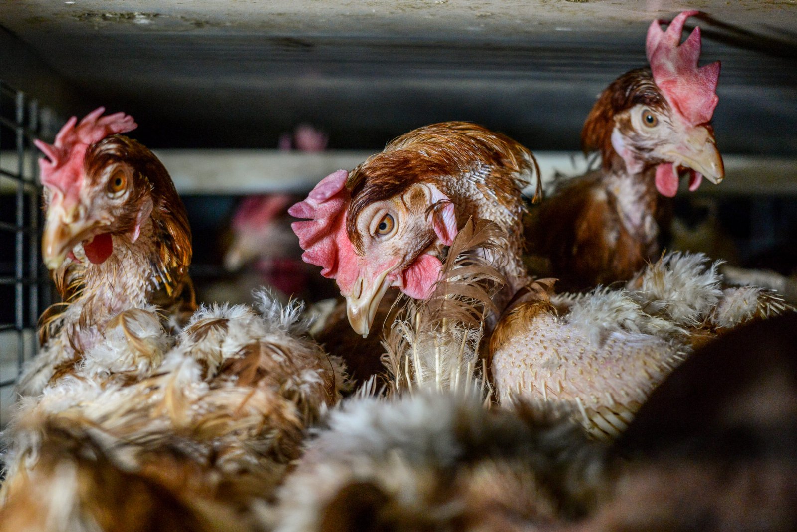 Gallinas ponedoras